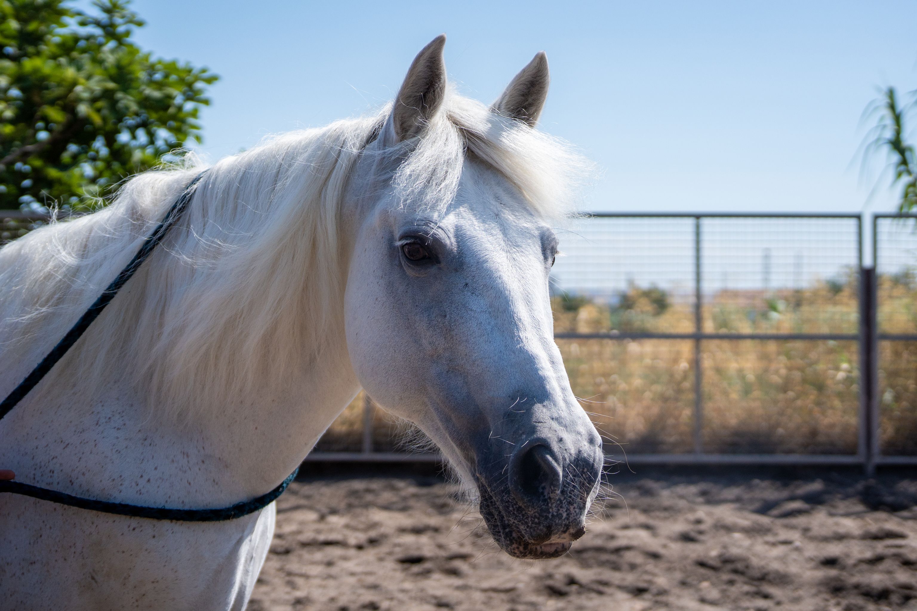 FOTO DE CAPI, EL CABALLO DEL EQUIPO DE HIPOTERAPIA